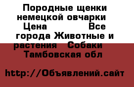 Породные щенки немецкой овчарки › Цена ­ 24 000 - Все города Животные и растения » Собаки   . Тамбовская обл.